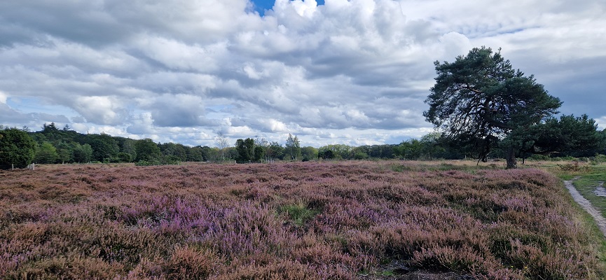 Wandeling over Trage Tocht Zeegse bij de presentatie van de wandelgids Wandelen langs de Drentse Aa