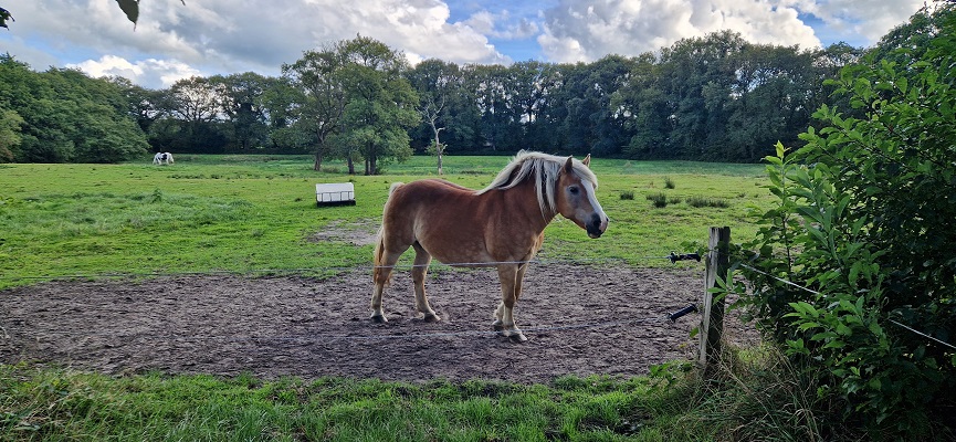 Wandeling over Trage Tocht Zeegse bij de presentatie van de wandelgids Wandelen langs de Drentse Aa