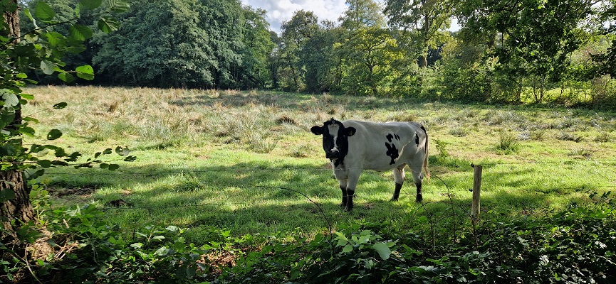 Wandeling over Trage Tocht Zeegse bij de presentatie van de wandelgids Wandelen langs de Drentse Aa