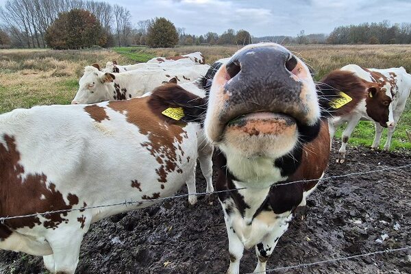 Wandeling over Groene Wissel Liempde in het Dommeldal