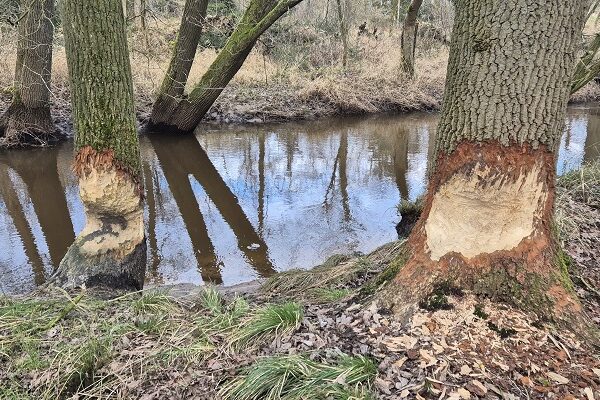 Brabants Rondje Aalst bij beversporen langs de Tongelreep