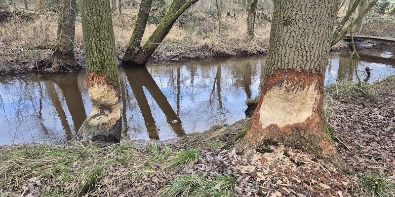 Brabants Rondje Aalst bij beversporen langs de Tongelreep